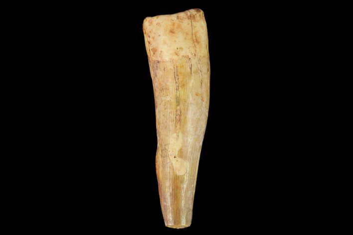 Fossil Phytosaur Tooth - New Mexico #133367